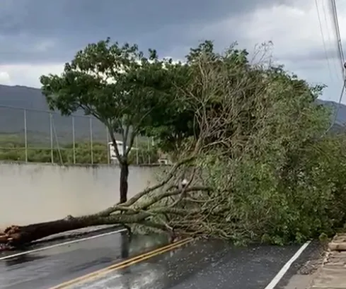 Ventania causa queda de árvore e alerta para início das chuvas em Rio de Contas