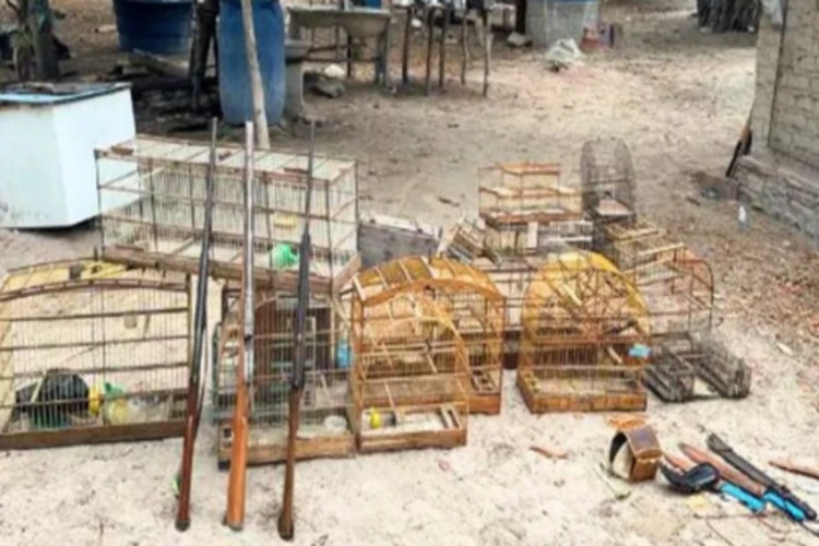 Homem é preso em Macaúbas por manter aves silvestres em cativeiro e posse ilegal de armas